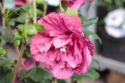 Altheastruik (Hibiscus syriacus Magenta Chiffon )