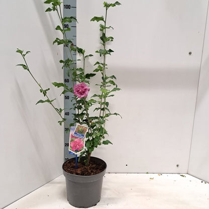 Altheastruik (Hibiscus syriacus Magenta Chiffon ) - Hibiscus