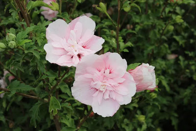 Altheastruik (Hibiscus syriacus Pink Chiffon)