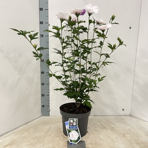 Altheastruik (Hibiscus syriacus 'China Chiffon') - Hibiscus