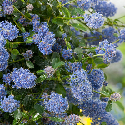 Amerikaanse Sering (Ceanothus thyr. 'Repens')