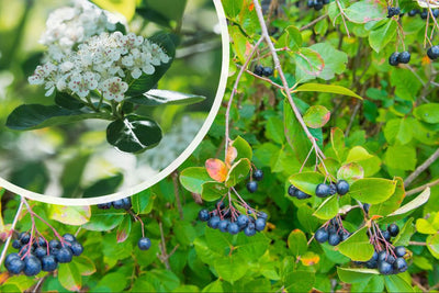 Klimplant Aronia prunifolia 'Viking' (Appelbes)