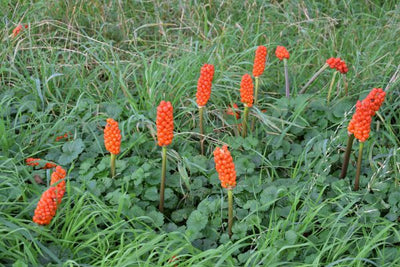 Aronskelk (Arum italicum)