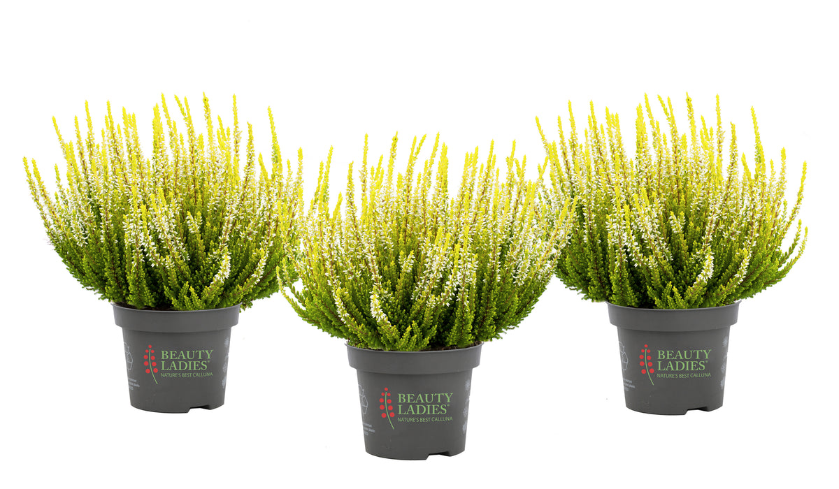 Heide / Calluna vulgaris 'Beauty Ladies Agneta' - Geel