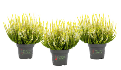 Heide (Calluna vulgaris 'Beauty Ladies Agneta') - Geel