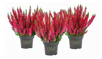 Heide (Calluna vulgaris 'Beauty Ladies Scarlet') - Rood