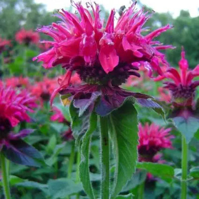 Bergamotplant (Monarda 'Marshall Delight')