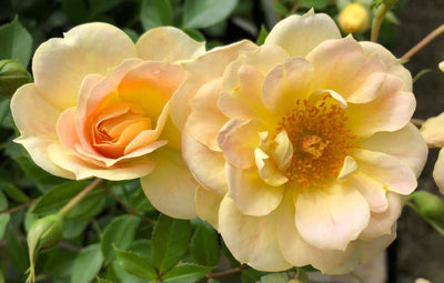 Bodembedekende roos (Rosa Midnight Romanza ®)