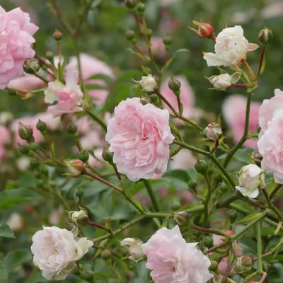 Bodembedekende roos (Rosa Pink Romanza ®)