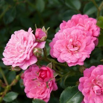 Bodembedekende roos (Rosa (PA) 'Lovely Fairy' ®)