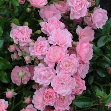 Bodembedekende roos (Rosa (PA) 'The Fairy' )