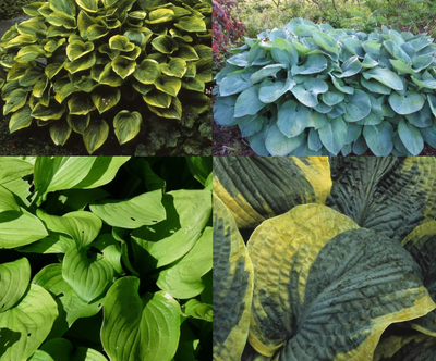 Borderpakket Hosta's (1m2)