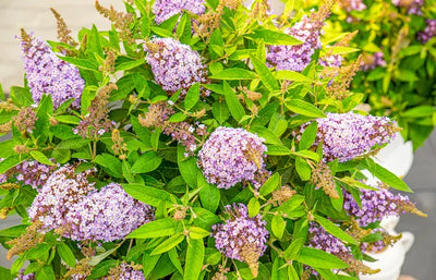 Vlinderstruik (Buddleja davidii Butterfly Candy® Lila Sweetheart)
