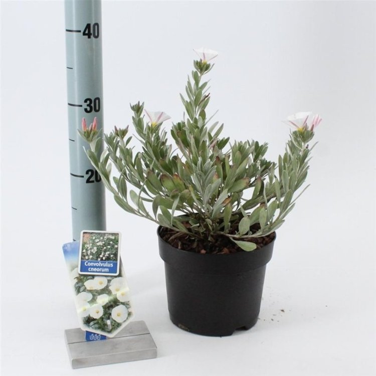 Zilverwinde (Convolvulus cneorum) - Heesters