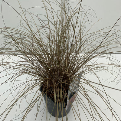 Zegge (Carex 'Bronze Form')
