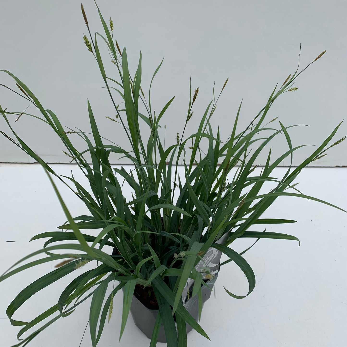Zegge (Carex 'Bunny Blue') - Zegge