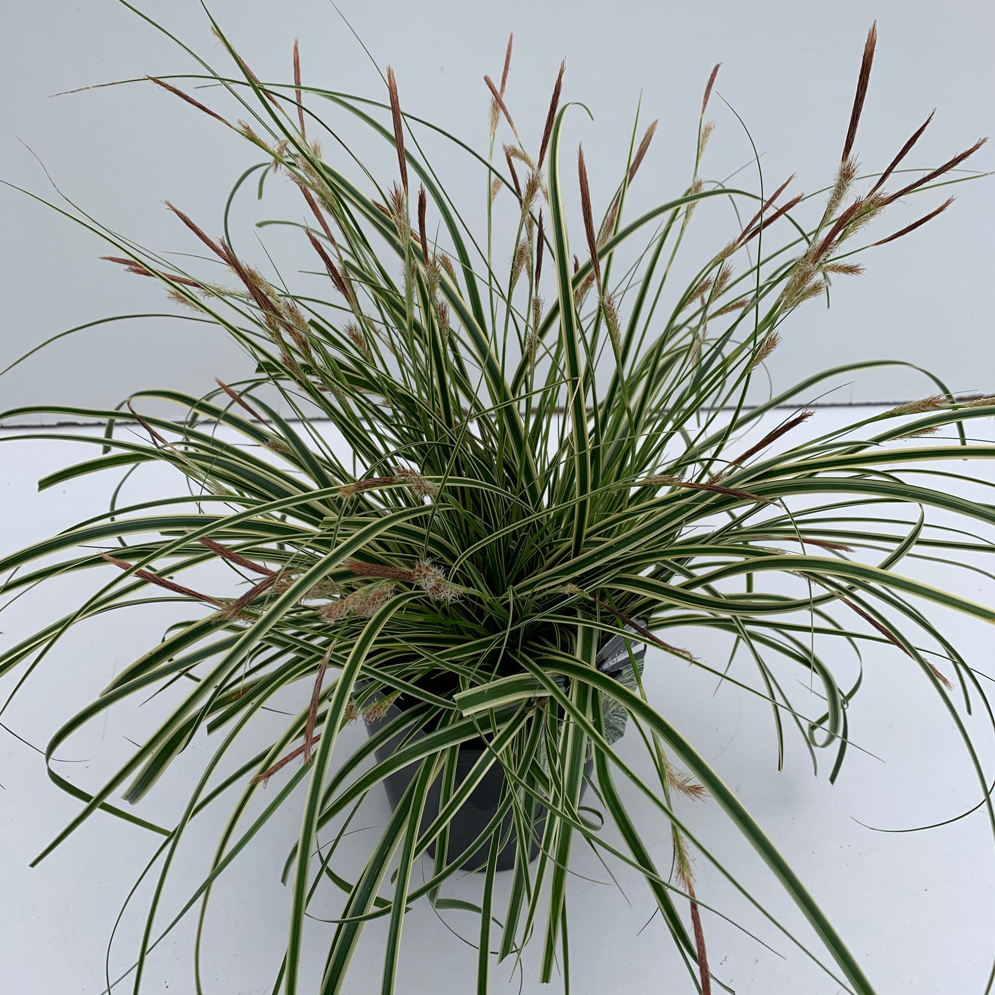 Zegge (Carex 'Evercream') - Zegge