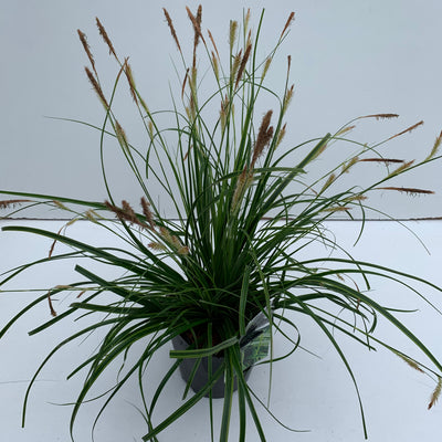 Zegge (Carex 'Everlime')