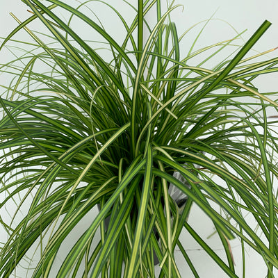 Zegge (Carex 'Eversheen')