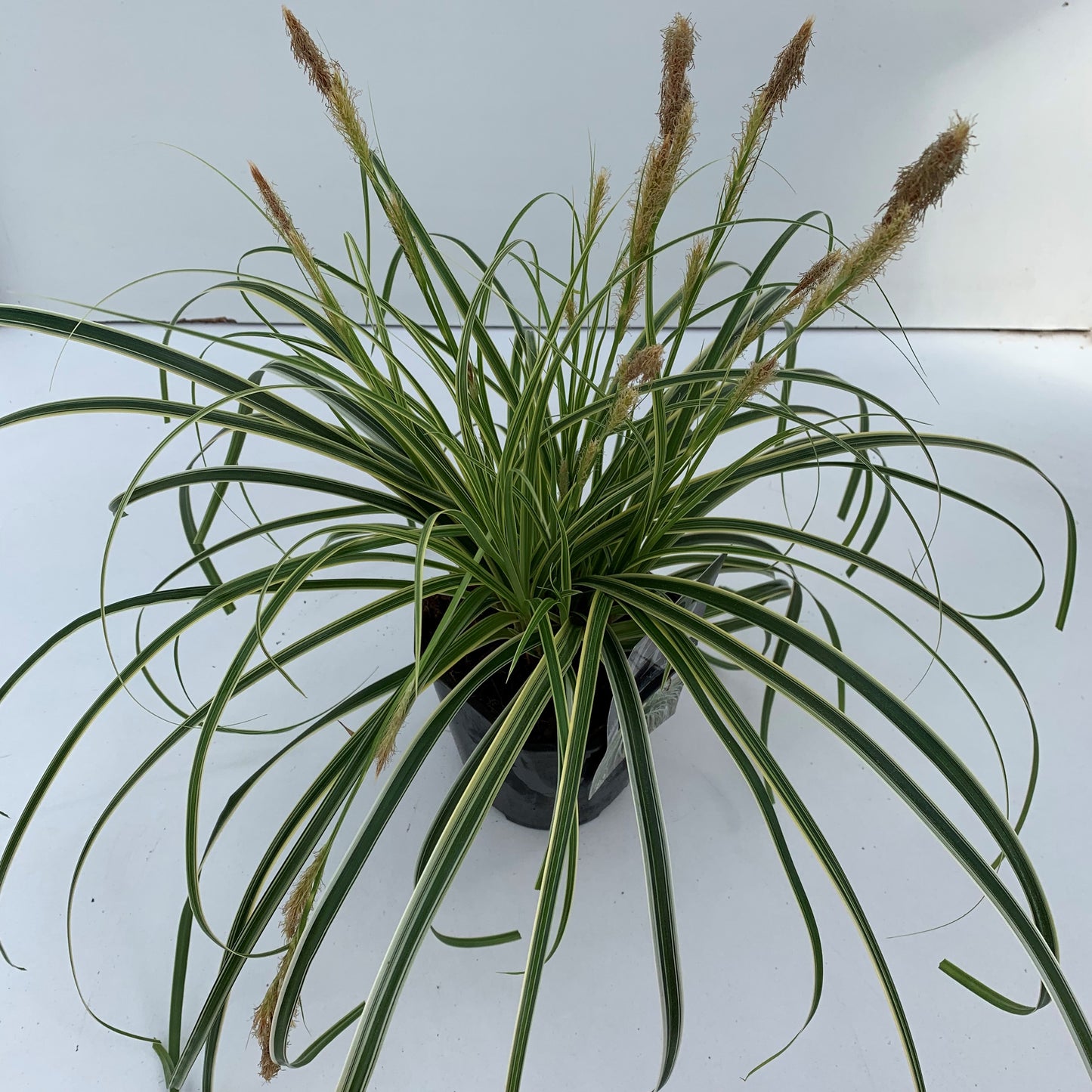 Zegge (Carex 'Feather Falls') - Zegge