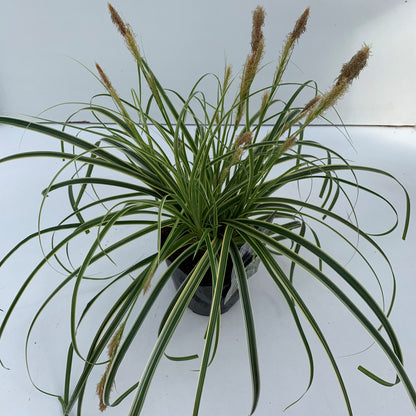 Zegge (Carex 'Feather Falls') - Zegge
