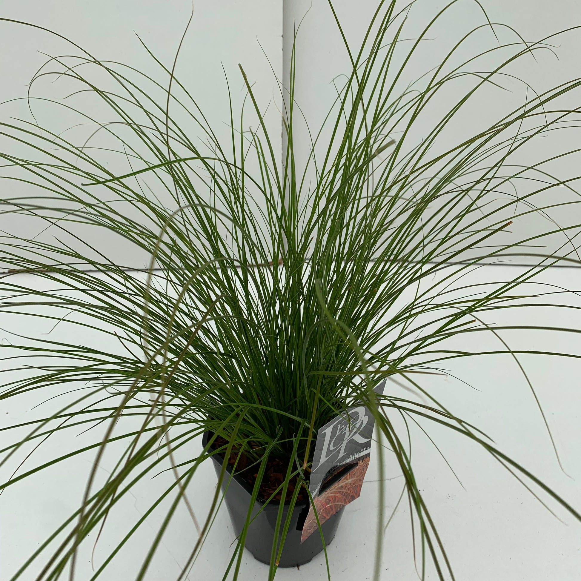 Zegge (Carex 'Prairie Fire') - Zegge