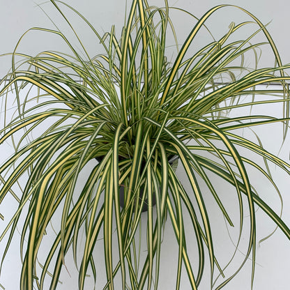 Zegge (Carex oshimensis 'Evergold') - Tuinplanten