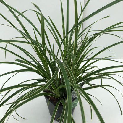 Zegge (Carex morrowii Ice Dance) - Tuinplanten