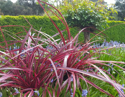 Cordyline (Cordyline Festival® Burgundy )