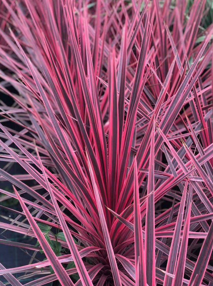 Cordyline (Cordyline australis Charlie Boy) - Exotische planten