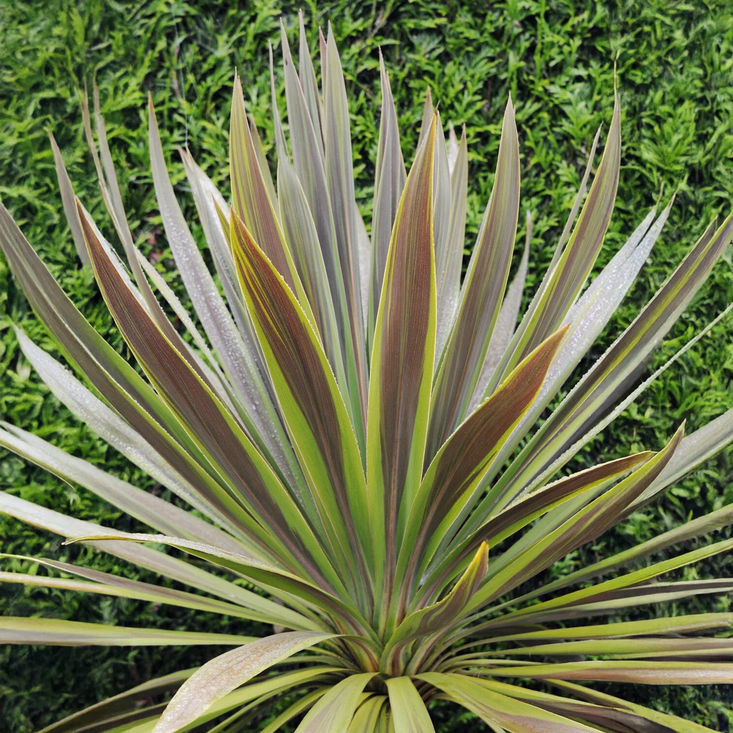 Cordyline (Cordyline australis 'Choc Mint') - Exotische planten
