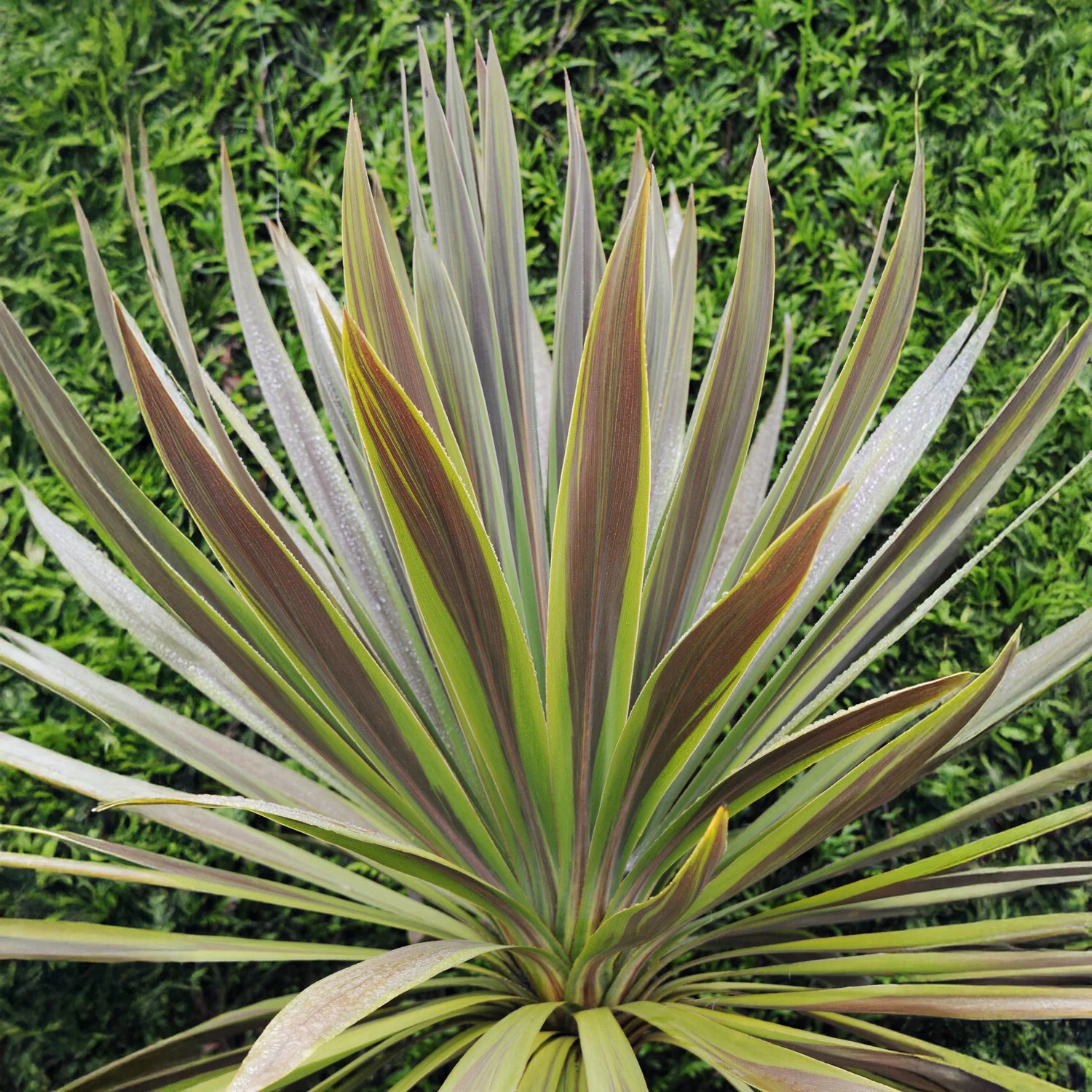 Cordyline (Cordyline australis 'Choc Mint') - Exotische planten
