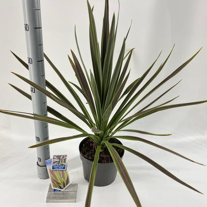 Cordyline (Cordyline australis 'Choc Mint') - Exotische planten