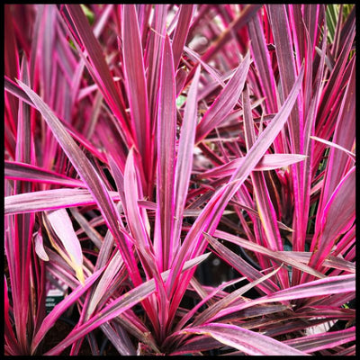 Cordyline (Cordyline australis 'Paso Doble' )