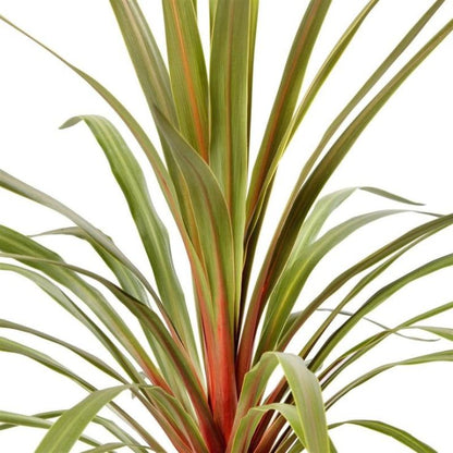 Cordyline (Cordyline australis 'Red Heart') - Exotische planten