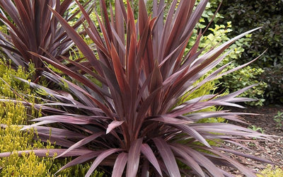 Cordyline (Cordyline australis 'Red Star')