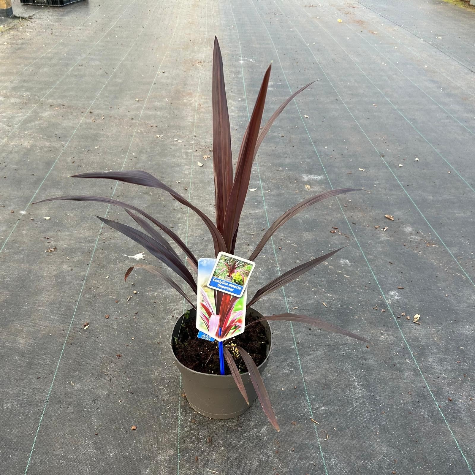 Cordyline (Cordyline obtecta Superstar) - Exotische planten