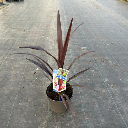 Cordyline (Cordyline obtecta Superstar) - Exotische planten