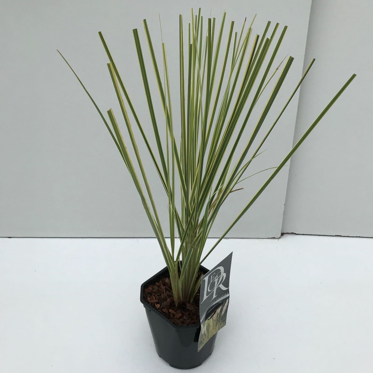 Pampasgras (Cortaderia sell. 'Mini Goldpampas') - Pampasgras