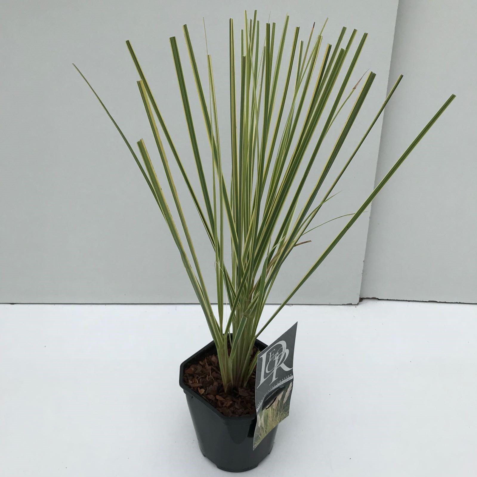 Pampasgras (Cortaderia sell. 'Mini Goldpampas') - Pampasgras