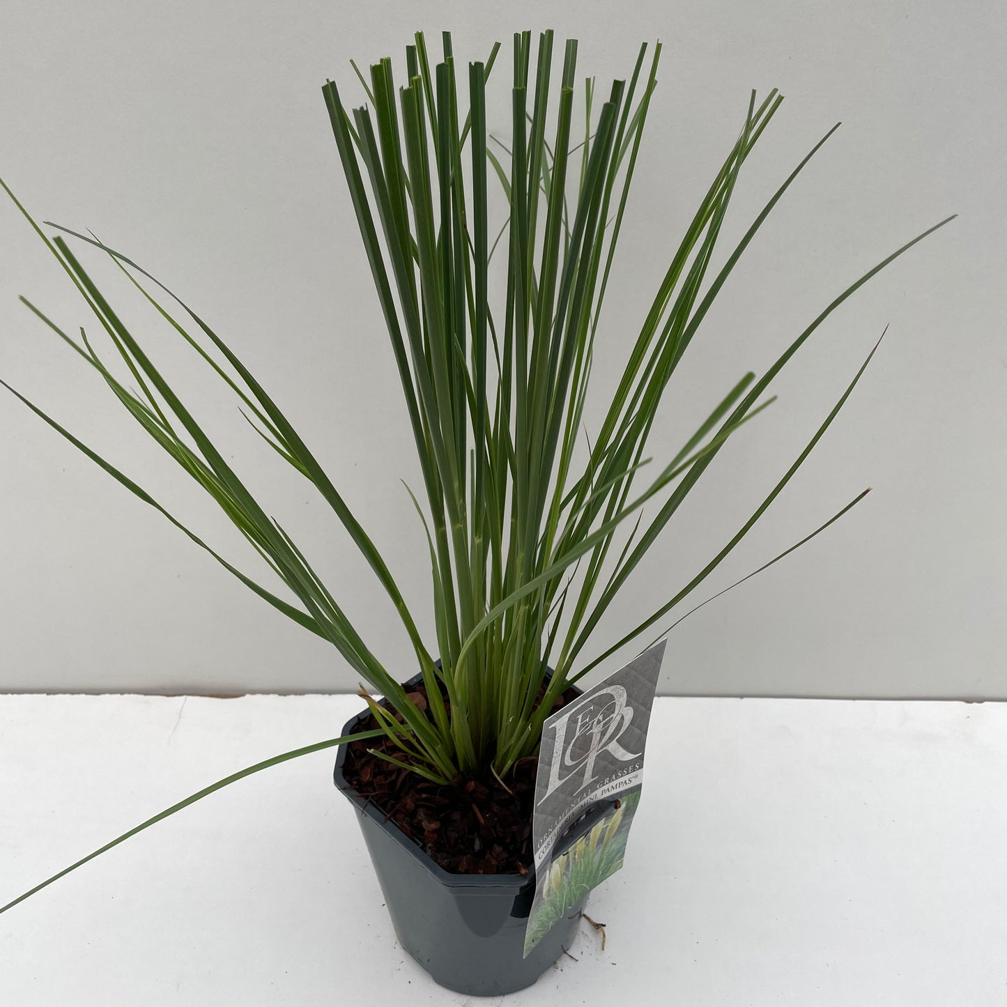 Pampasgras (Cortaderia sell. 'Mini Pampas') - Pampasgras