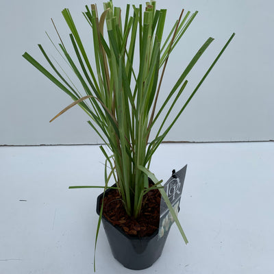 Pampasgras (Cortaderia selloana)