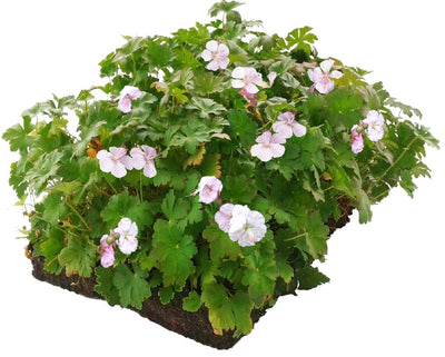 Bodembedekker Geranium - Plantenmat (57x38cm)