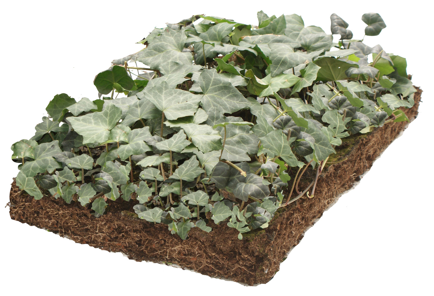 Bodembedekker Hedera - Plantenmat (57x38cm)