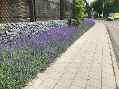 Bodembedekker Nepeta - Plantenmat (57x38cm)