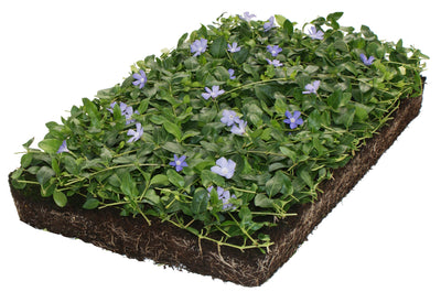 Bodembedekker Vinca minor - Plantenmat (57x38cm)