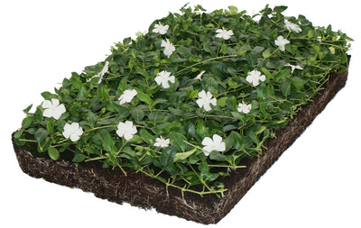 Bodembedekker Vinca minor 'Alba' - plantenmat (57x38cm)