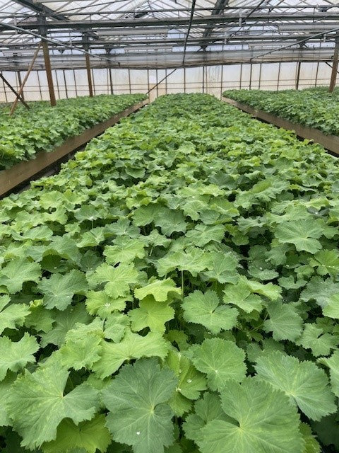 Bodembedekker Alchemilla mollis - Plantenmat (57x38cm) - 