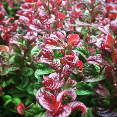 Druifheide (Leucothoe axillaris ‘Curly Red’ )