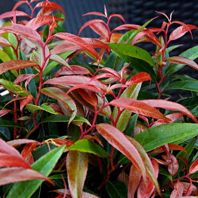 Druifheide (Leucothoe keiskei Burning Love)